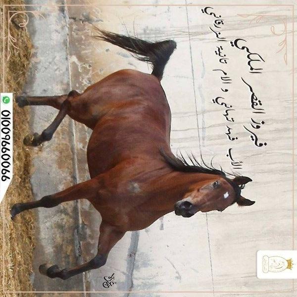 أقتني أجود الخيول العربية الاصيلة من مزرعة القصر الملكي 