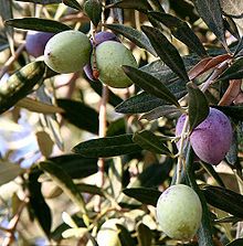 خمسة فدان  زاتون  للبيع ( فى الطريق بين السويس والاسماعيلية ) 