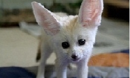 TICA Registered Fennec fox,spotted genet and kinkajou for sale