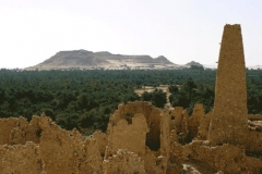 Bahariya Oasis