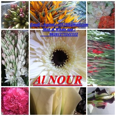 زهور قطف من شركة النور بمصر Cut flowers from Al NOUR company in Egypt