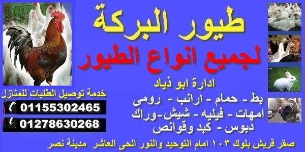 طيور البركة لجميع انواع الطيور بط حمام ابيض بلدى عتاقى