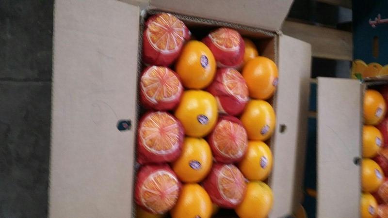 تصدير برتقال بصرة وصيفي 