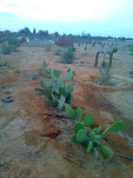 مزرعه  خمسه فدان مانجو وزيتون عمر سنه للبيع  فى السويس