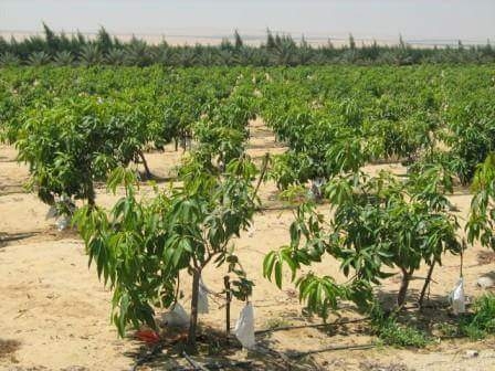 مزارع واراضي زراعية بطريق مصر الاسكندرية الصحراوي 