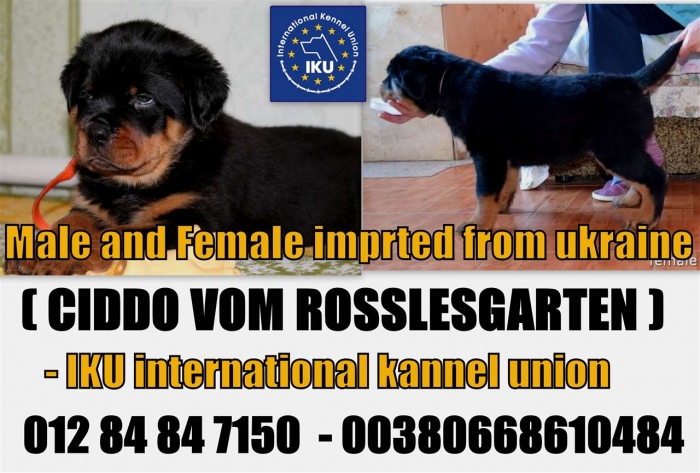 for sale imported rott from ukraine IKU