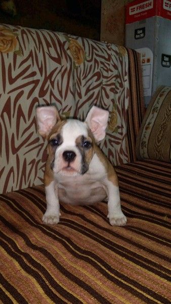 super bully female for sale