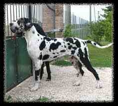 great dane ,female,up for sale,17months,